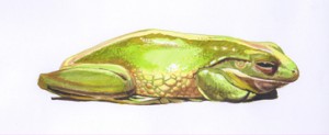 australischerlaubfroschklein