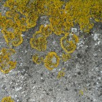 flechtegross
