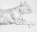 katze