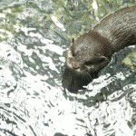 otterkindgross