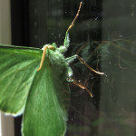 schmetterling