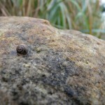 schneckegross