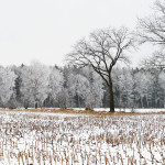 winter1gross