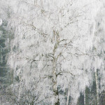 winter3gross